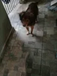 2 Cães Urgente