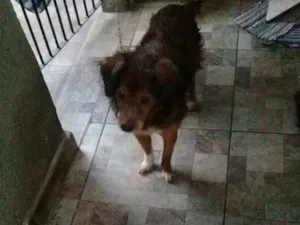 Cachorro raça Cocker idade 7 a 11 meses nome 2 Cães Urgente