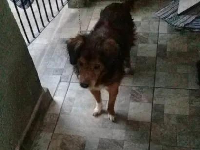 Cachorro raça Cocker idade 7 a 11 meses nome 2 Cães Urgente