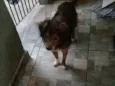 2 Cães Urgente