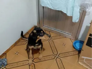 Cachorro raça SRD-ViraLata idade 7 a 11 meses nome Adoção Urgente