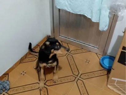 Cachorro raça SRD-ViraLata idade 7 a 11 meses nome Adoção Urgente