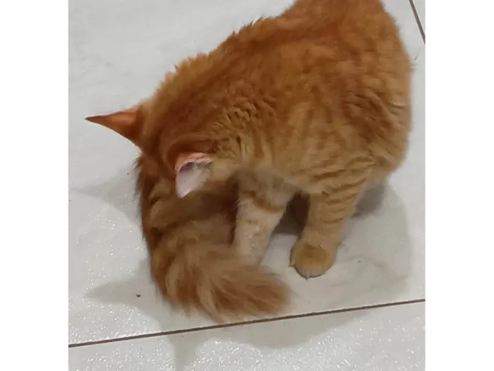 Gato ra a SRD-ViraLata idade 7 a 11 meses nome Jade
