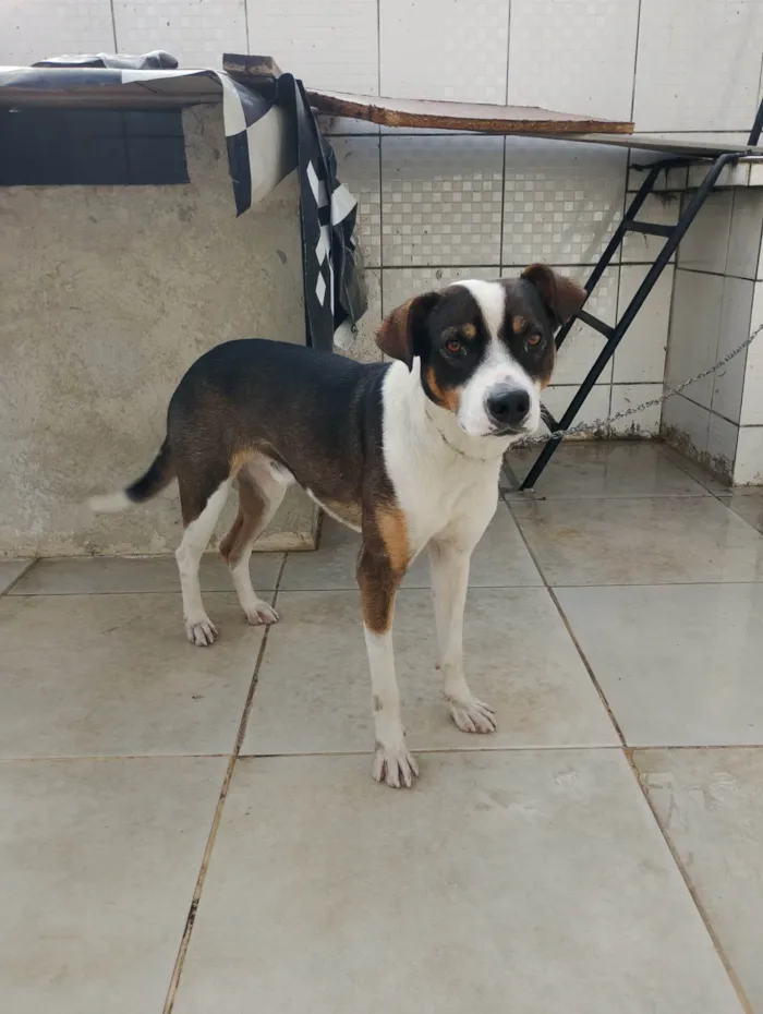 Cachorro ra a SRD-ViraLata idade 2 anos nome ADALBERTO HAMULAK NEUHAUS