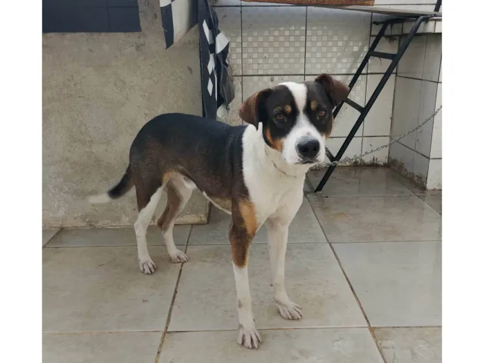 Cachorro ra a SRD-ViraLata idade 2 anos nome ADALBERTO HAMULAK NEUHAUS