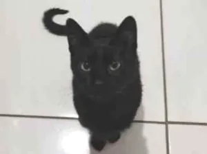 Gato raça SRD-ViraLata idade 2 a 6 meses nome Adoção Urgente