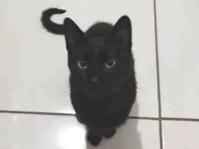 Gato raça SRD-ViraLata idade 2 a 6 meses nome Adoção Urgente