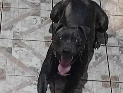 Cachorro raça SRD-ViraLata idade 1 ano nome Adoção Urgente
