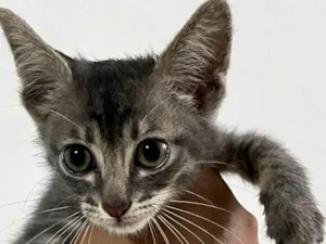 Gato raça SRD-ViraLata idade Abaixo de 2 meses nome Filhote Urgente