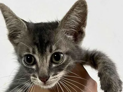 Gato raça SRD-ViraLata idade Abaixo de 2 meses nome Filhote Urgente