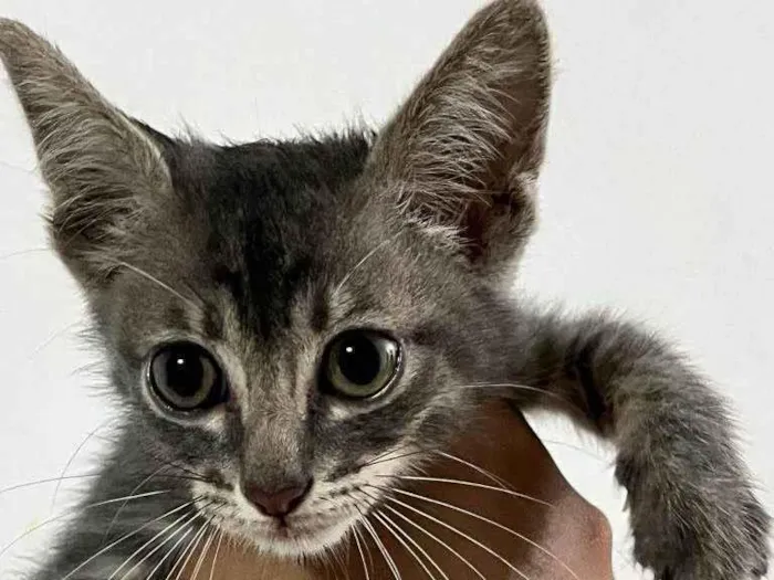 Gato ra a SRD-ViraLata idade Abaixo de 2 meses nome Filhote Urgente