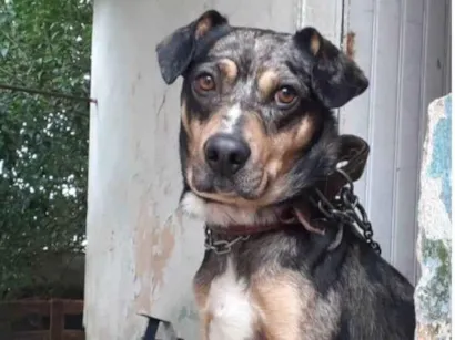Cachorro raça SRD-ViraLata idade 7 a 11 meses nome Adoção Urgente