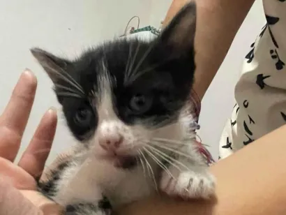 Gato raça Exótico idade 2 a 6 meses nome Pretinho