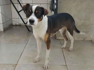 Cachorro raça SRD-ViraLata idade 2 anos nome ADALBERTO HAMULAK NEUHAUS
