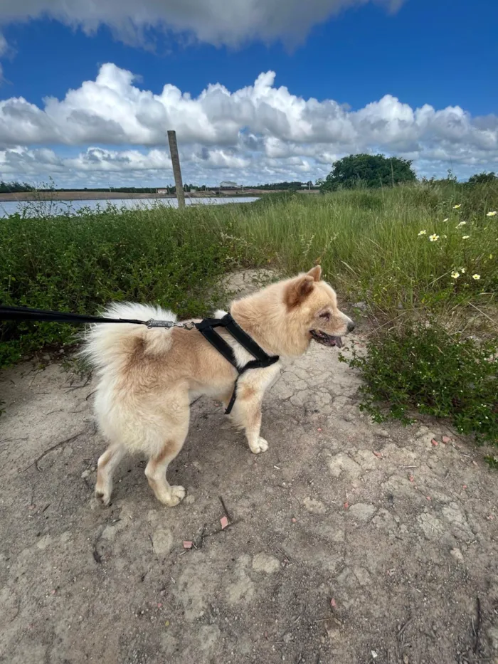 Cachorro ra a Chow Chow idade 2 a 6 meses nome Max