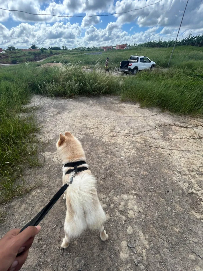Cachorro ra a Chow Chow idade 2 a 6 meses nome Max