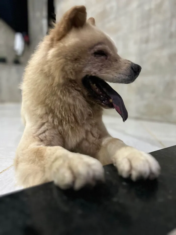 Cachorro ra a Chow Chow idade 2 a 6 meses nome Max