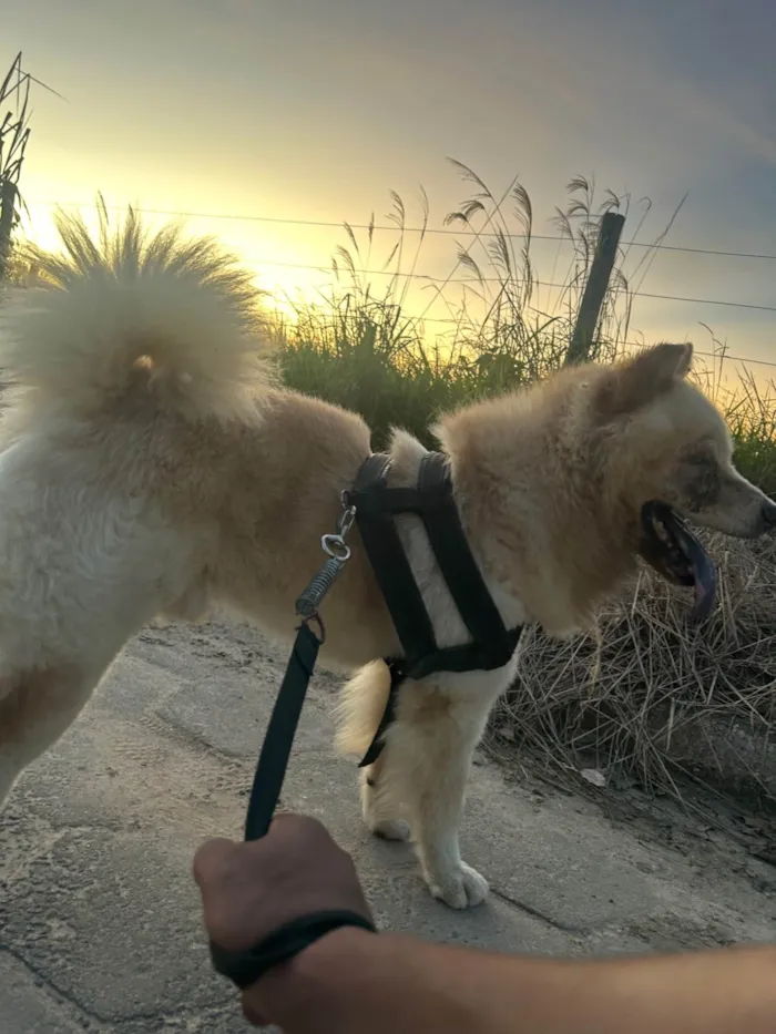 Cachorro ra a Chow Chow idade 2 a 6 meses nome Max