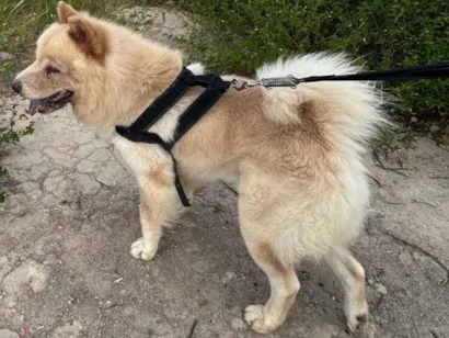 Cachorro raça Chow Chow idade 2 a 6 meses nome Max