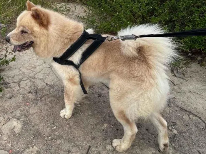 Cachorro ra a Chow Chow idade 2 a 6 meses nome Max