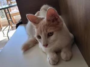 Gato raça SRD-ViraLata idade 2 a 6 meses nome Biel