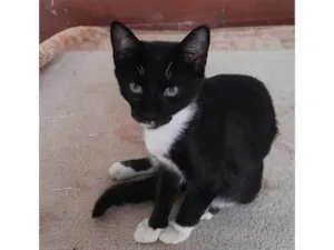 Gato raça SRD-ViraLata idade 2 a 6 meses nome Olívia