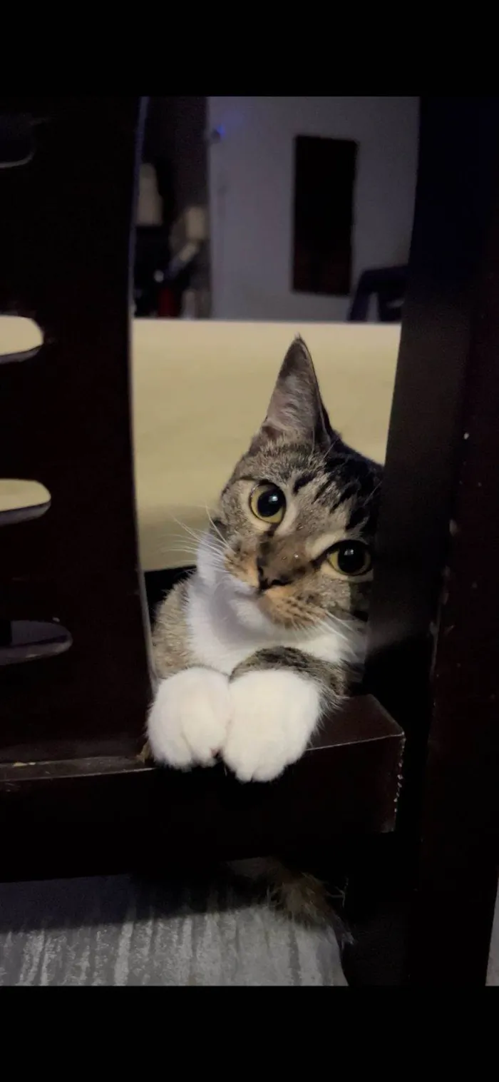 Gato ra a SRD-ViraLata idade 2 anos nome Whel (Uéu)