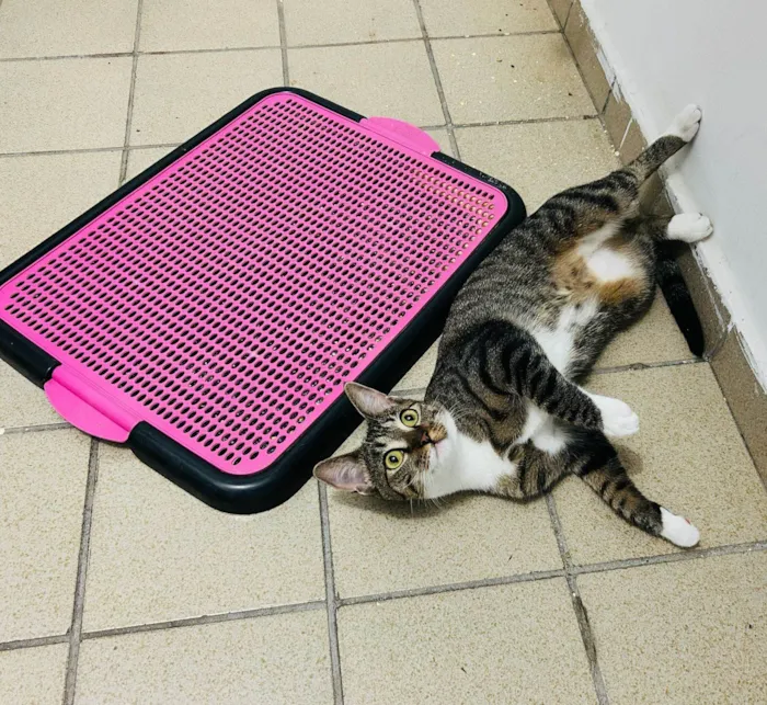 Gato ra a SRD-ViraLata idade 2 anos nome Whel (Uéu)