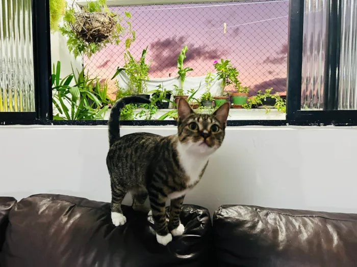 Gato ra a SRD-ViraLata idade 2 anos nome Whel (Uéu)