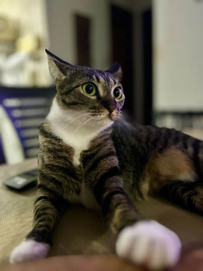 Gato ra a SRD-ViraLata idade 2 anos nome Whel (Uéu)