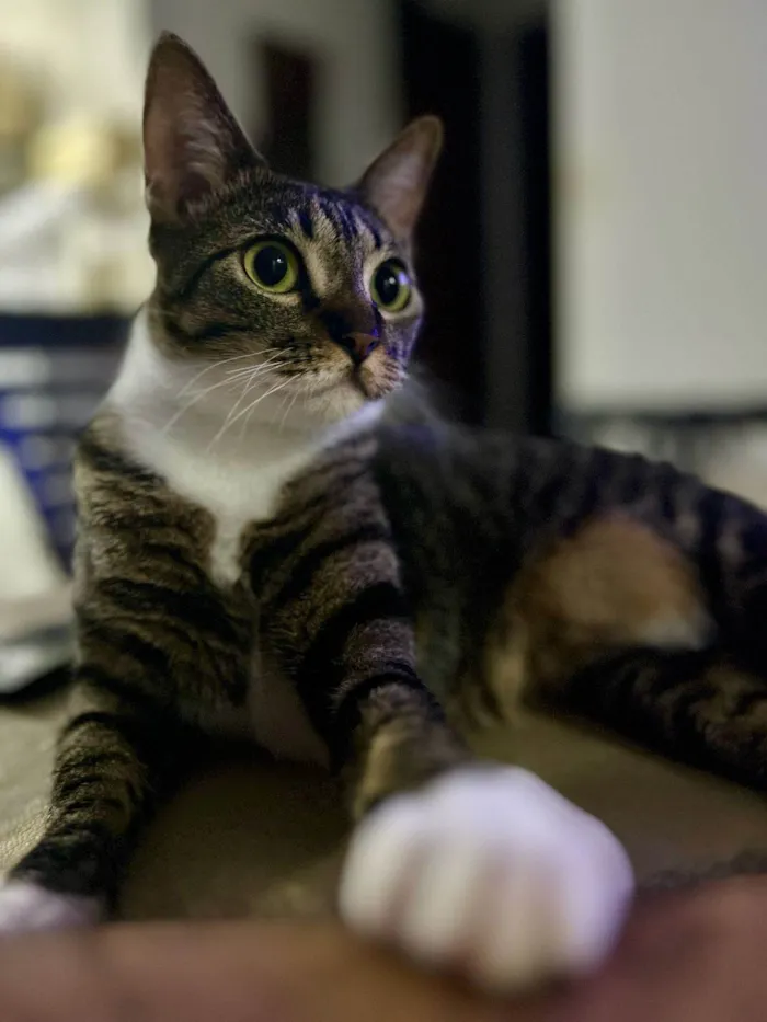 Gato ra a SRD-ViraLata idade 2 anos nome Whel (Uéu)