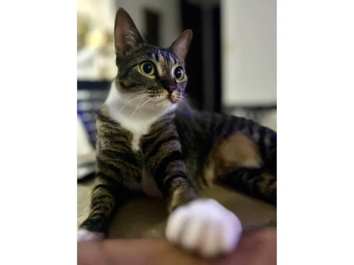 Gato ra a SRD-ViraLata idade 2 anos nome Whel (Uéu)