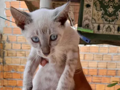 Gato raça SRD-ViraLata idade 2 a 6 meses nome BRANQUINHO