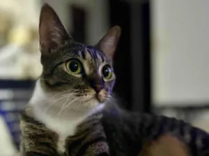 Gato raça SRD-ViraLata idade 2 anos nome Whel (Uéu)