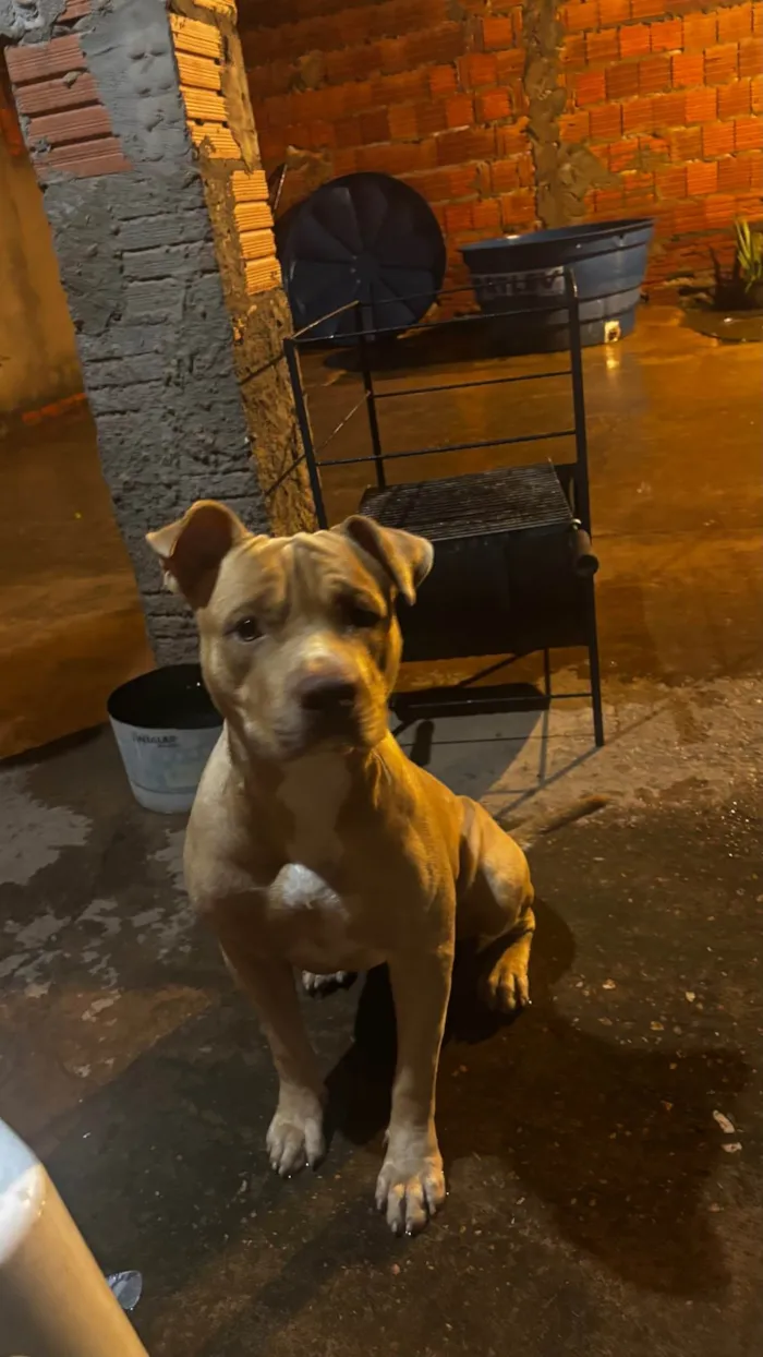 Cachorro ra a Pit-Bull idade 1 ano nome Chico