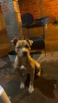 Chico