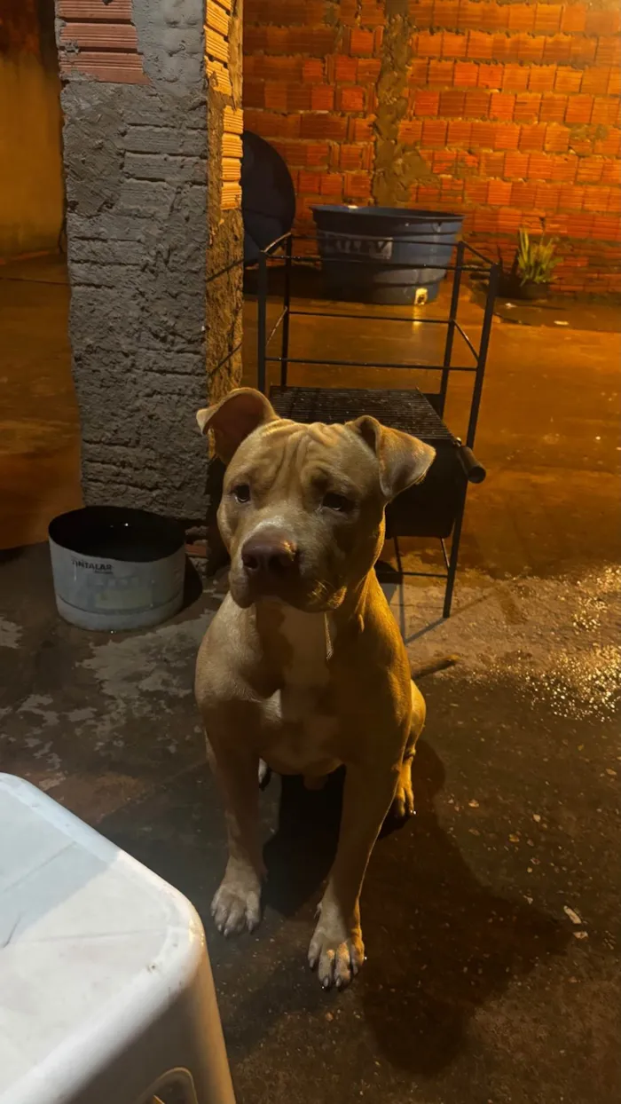 Cachorro ra a Pit-Bull idade 1 ano nome Chico
