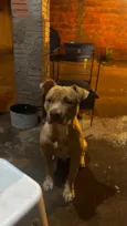 Chico
