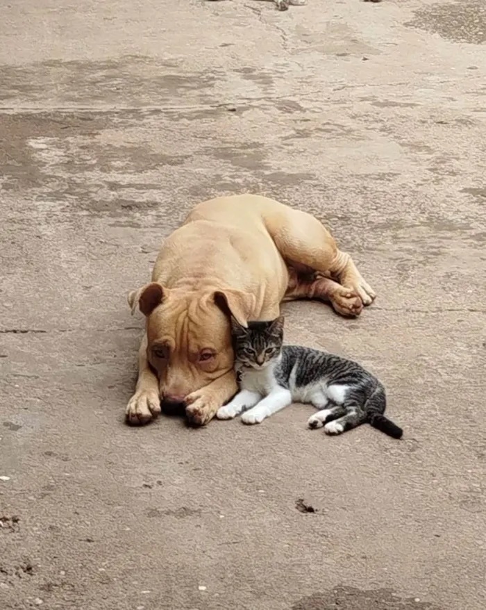 Cachorro ra a Pit-Bull idade 1 ano nome Chico