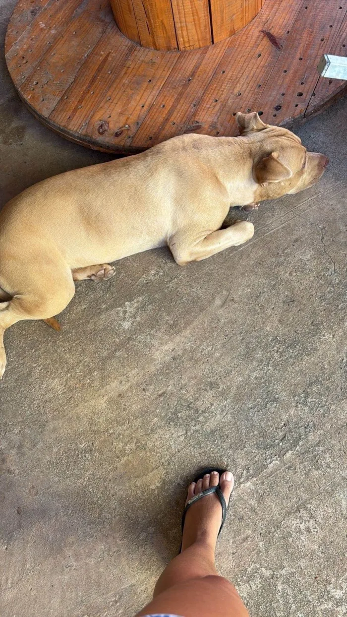 Cachorro ra a Pit-Bull idade 1 ano nome Chico