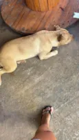 Chico