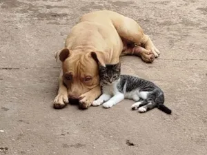Cachorro raça Pit-Bull idade 1 ano nome Chico