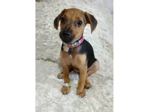 Cachorro raça SRD-ViraLata idade 2 a 6 meses nome Lilica