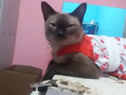 Gato raça Siamês idade 7 a 11 meses nome Vallentinne Dandara