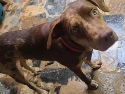 Cachorro raça SRD-ViraLata idade 1 ano nome Dog