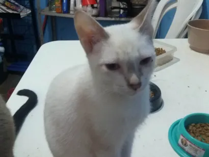 Gato raça SRD-ViraLata idade 2 a 6 meses nome Frediee