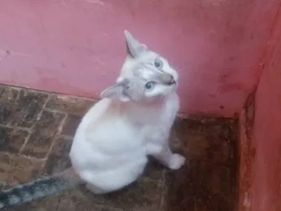 Gato raça Siamês idade 2 a 6 meses nome Charles William
