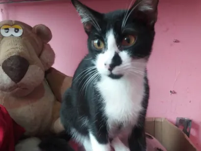 Gato raça SRD-ViraLata idade 2 a 6 meses nome Blue Cat 