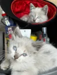Fifi e Lulu