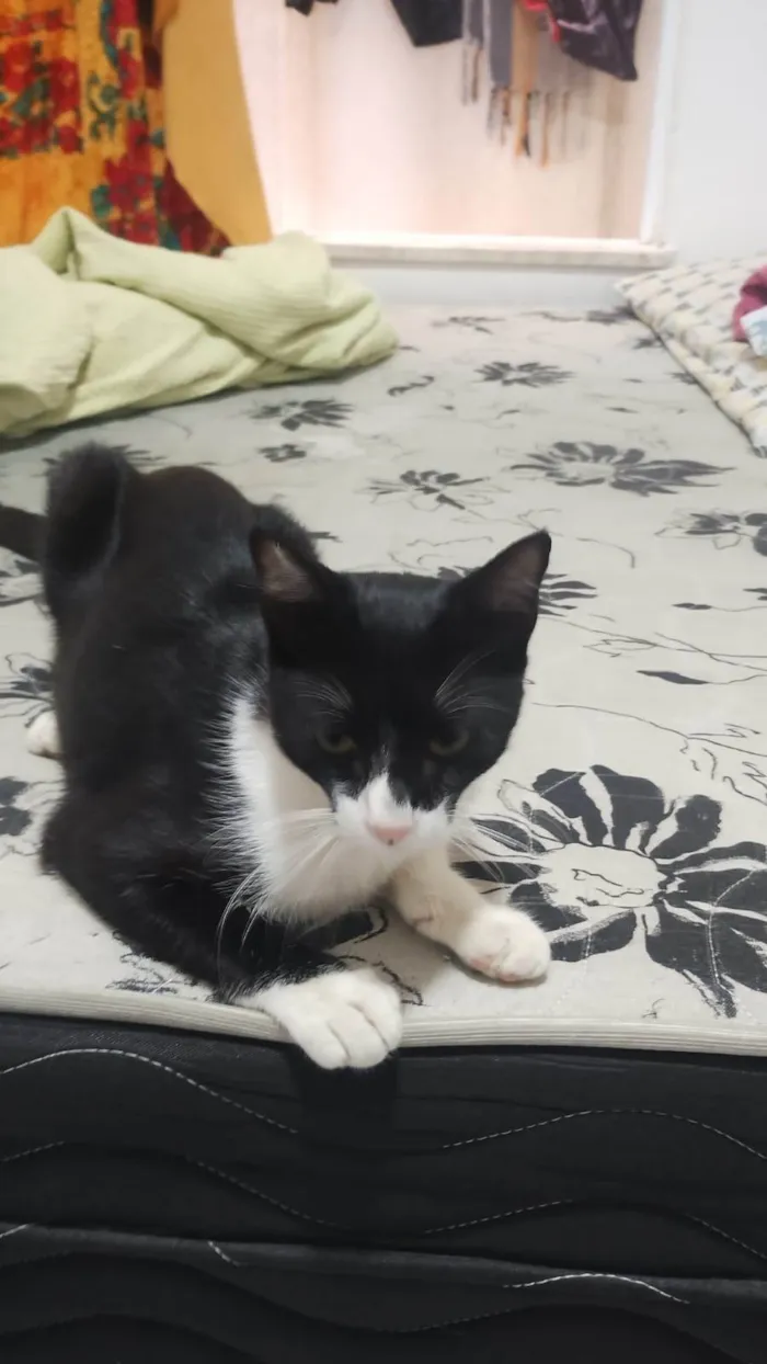 Gato ra a SRD-ViraLata idade 7 a 11 meses nome Frajola